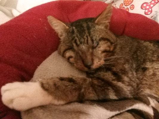 jolie jeune chatte de l’adolescence