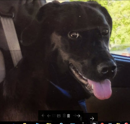 Vitrail d'un chien golden noir a partir d'une photo pour un client 