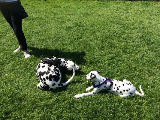 Bei den Welpen läuft bei uns auch gerne  ab und an ein gut sozialisierter erwachsener Hund mit