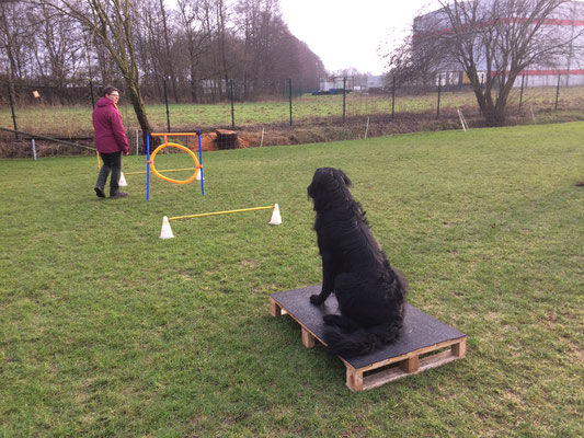Auf einem Agility-Tisch zu warten gehört dazu.