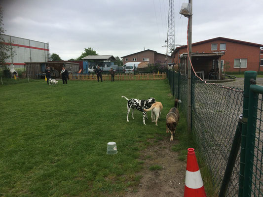 Hunde in unserer Spielstunde