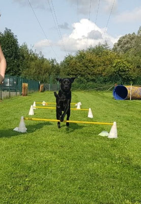 Sprünge sind ein fester Bestandteil beim Agility.