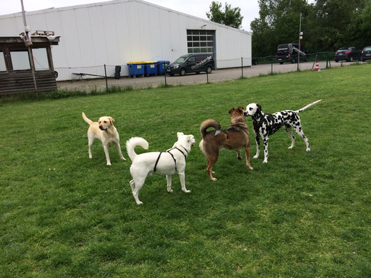 die Spielstunde der Hundeschule Famileien Tiere  in Oldenburg