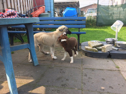 Spielen gehört für Welpen zu den Lieblingsbeschäftigungen.