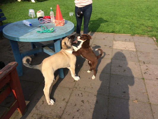 Welpen lernen im Spiel auch mit Größenunterschieden klar zu kommen.