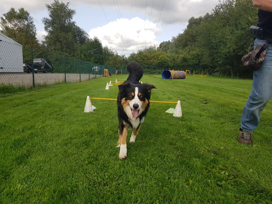 Springen über Agility Hindernisse macht den Hunden Spass.