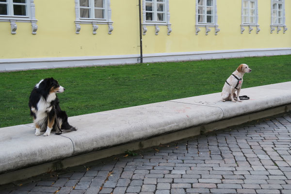 Diese Hunde können auch in der Innenstadt ruhig abwarten.