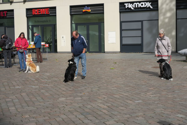 Diese Hunde können prima bei Ihren Menschen abwarten.