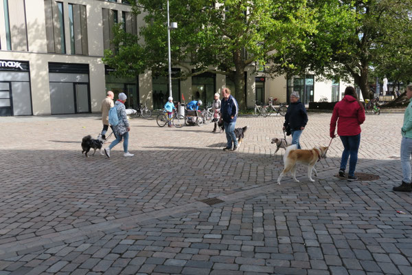 Leinenführigkeit ist ein wichtiger Teil des Hundetrainings.