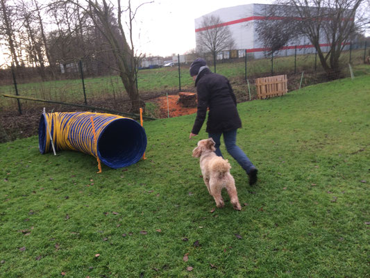 Durch einen Agility-Tunnel lau fe macht Spaß