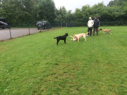 Die Besitzer sind immer in der Nähe der spielenden Hunde.