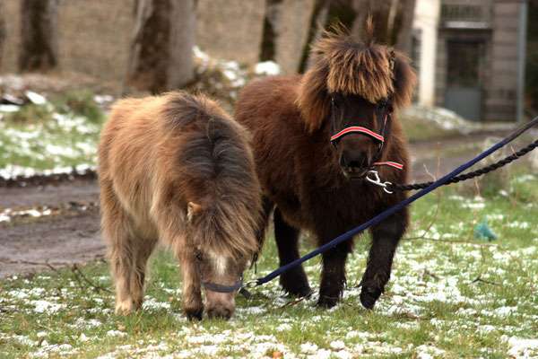 Forget me not Prynn et Fair lady Prynn