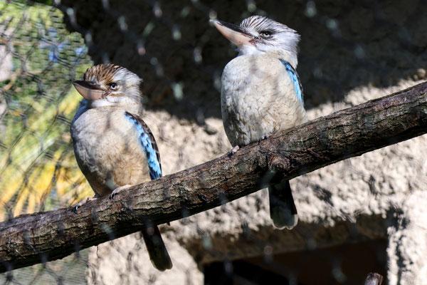 Martins chasseurs à ailes bleues (kookaburra)