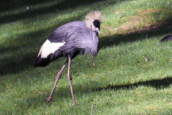 Grue couronnée