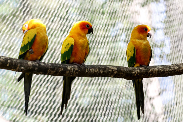 Conures soleil