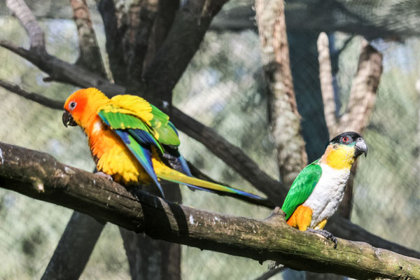 Conure soleil et caïque maïpourri