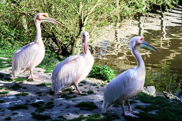 Pélicans blancs