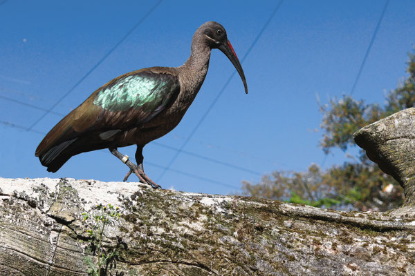 Ibis hagedash