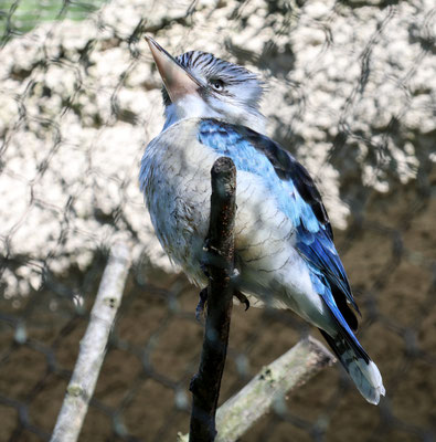 Martin chasseur à ailes bleues (kookaburra)