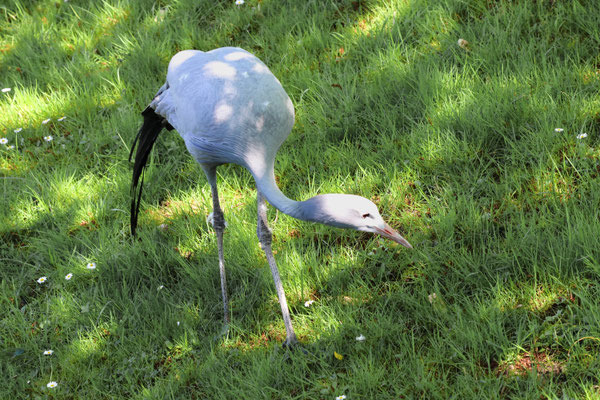 Grue bleue, ou de paradis