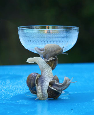 Nail's cup