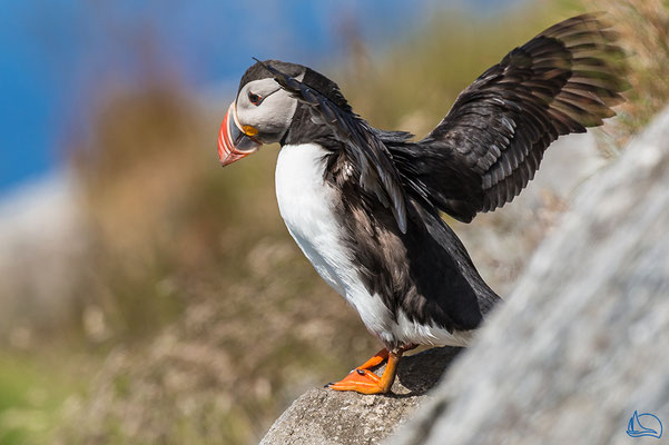 Dann öffnet er seine Flügel und fliegt wieder auf das Meer.