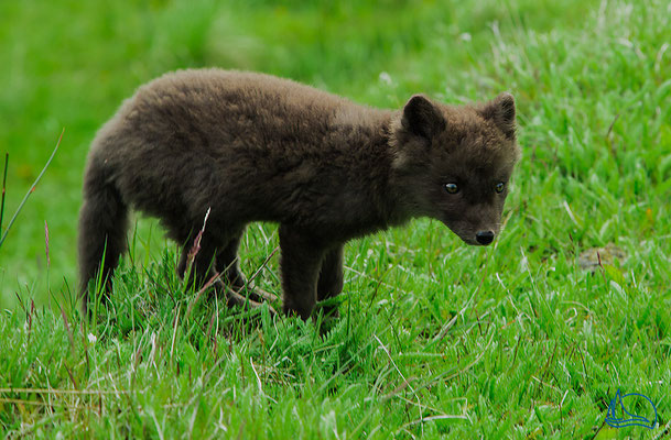 Polarfuchs - Island