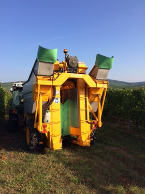La machine à vendanger conduite par Nicolas ou Philippe
