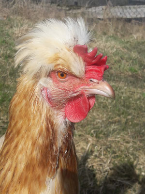 UNSERE FERIENWOHNUNG: - Ferienhof zum Donautal