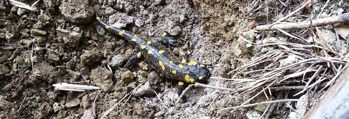 ... selten und schön, ein Feuersalamander erfreute uns auch ...