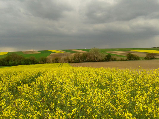 Rapsfeld