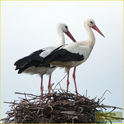 White stork - Cegonha-branca - Ciconia ciconia