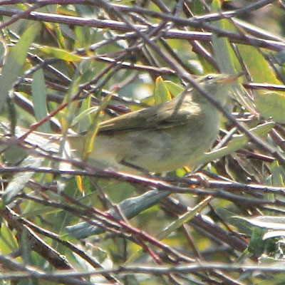 Iberian Chiffchaff - Felosa ibérica - Phyiloscopus ibericus