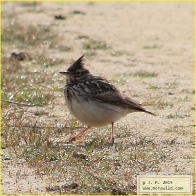 Thekla Lark - Cotovia escura - Galerida theklae