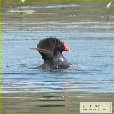 Eurasian Moorhen - Galinha d´Agua - Gallinula chloropus