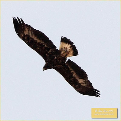 Golden Eagle - Águia real - Aquila chrysaetos
