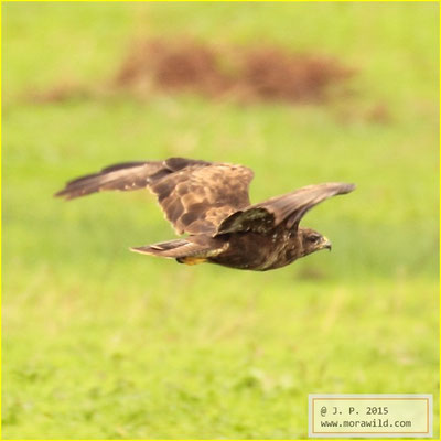 Common Buzzard - Águia d'asa-redonda - Buteo buteo