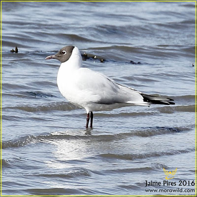 Black-headed Gull - Guincho comum - Chroicocephalus ridibundus