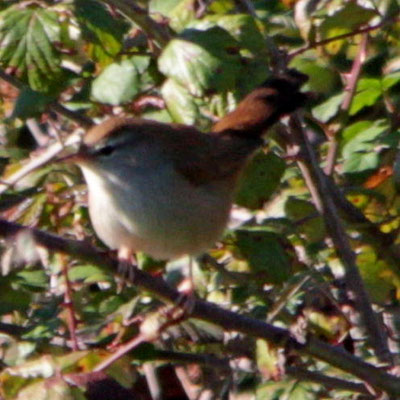 Cetti's Warbler - Rouxinol bravo - Cettia cetti