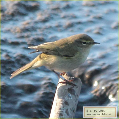 Common Chiffchaff - Felosinha comum - Phylloscopus collybita