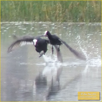 Eurasian Coot - Galeirão comum - Fulica atra