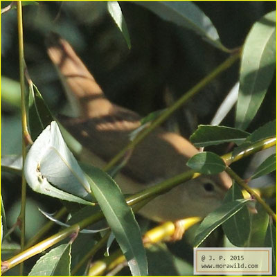 Eurasian reed warbler - Rouxinol pequeno dos caniços - Acrocephalus scirpaceus