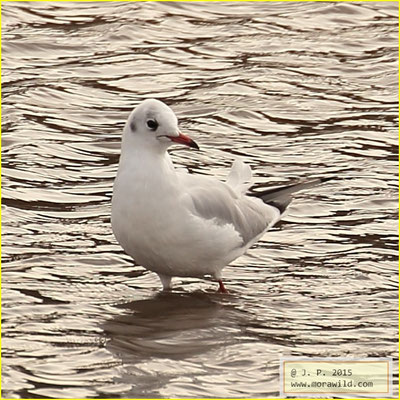 Black-headed Gull - Guincho comum - Chroicocephalus ridibundus