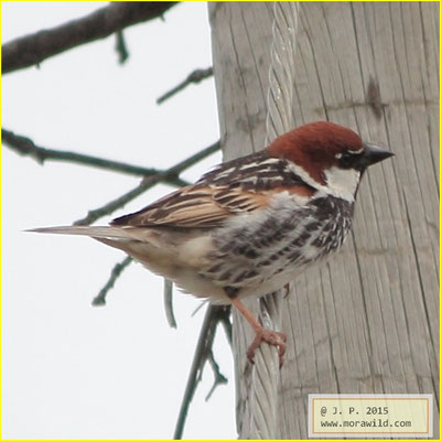 Spanish Sparrow - Pardal espanhol - Passer hispaniolensis