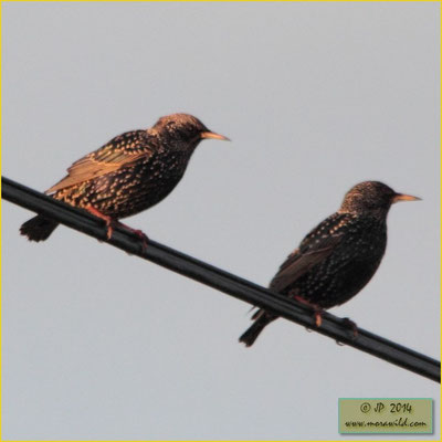 European Starling - Estorninho malhado - Sturnus vulgaris