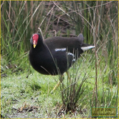 Eurasian Moorhen - Galinha d´Agua - Gallinula chloropus