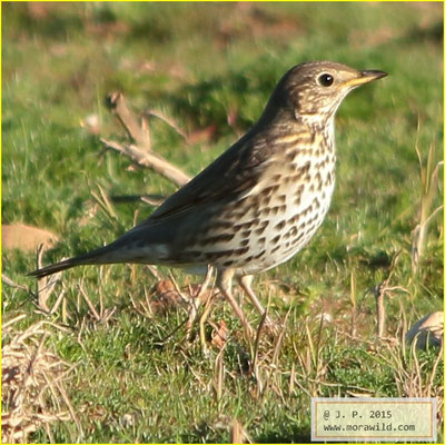 Song Thrush - Tordo pinto - Turdus philomelos