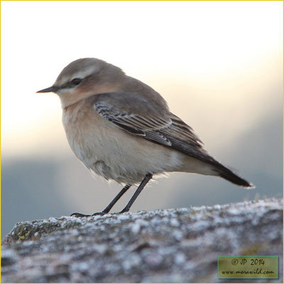 Northern Wheatear - Chasco cinzento - Oenanthe oenanthe