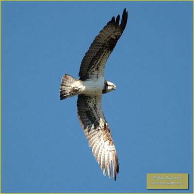 Osprey - Águia-pesqueira - Pandion haliaetus