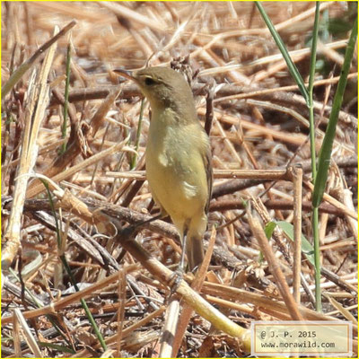 Melodious Warbler - Felosa poliglota - Hippolais polyglotta